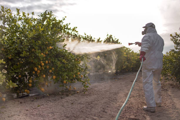 Best Wasp Removal Services  in Franklin, CA