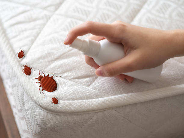 Best Pest Control for Homes  in Franklin, CA