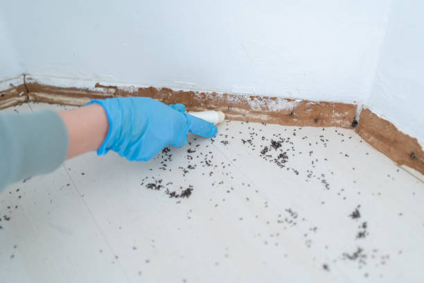 Best Affordable Pest Control Services  in Franklin, CA